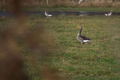 View of birds on field