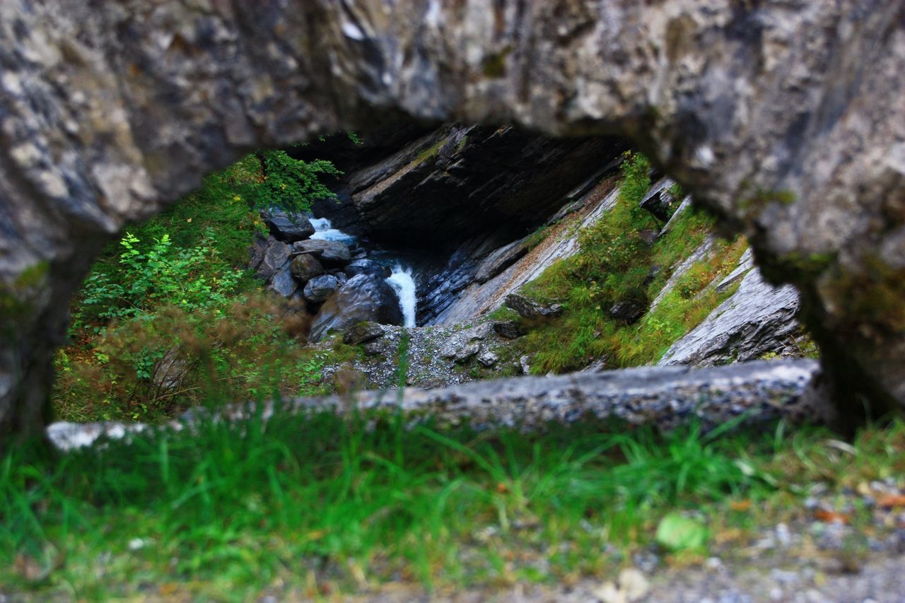 tree trunk, tree, forest, selective focus, moss, tranquility, wood - material, nature, close-up, focus on background, stream, growth, tranquil scene, scenics, bark, green color, beauty in nature, woodland, day, fungus, non-urban scene, wilderness