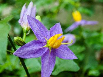 Close-up of purple flowers