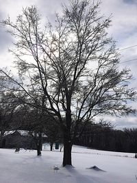 Bare trees on snow covered field