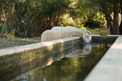 Sheeps drinking water at ranch