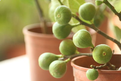 Close-up of fig on plant