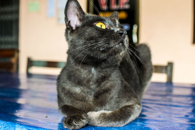 Close-up of a cat looking away at home