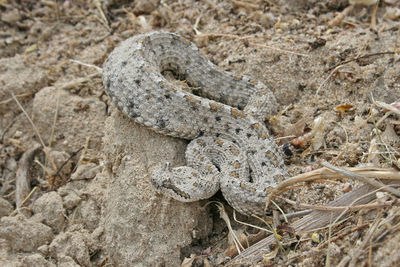 Close-up of lizard on ground