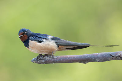 Close-up of bird perching on branch