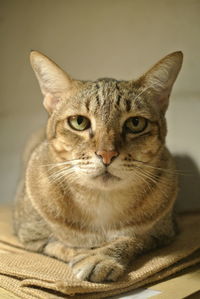 Close-up portrait of tabby cat