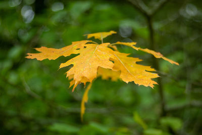 Close-up of yellow maple leaves