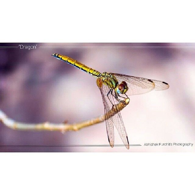 transfer print, auto post production filter, indoors, close-up, art and craft, wall - building feature, animal representation, metal, creativity, studio shot, art, no people, focus on foreground, animal themes, one animal, still life, hanging, insect, copy space, table