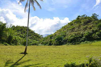 Trees on grassy field against cloudy sky