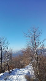 Low angle view of bare trees against clear blue sky