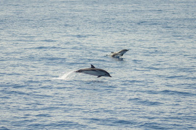 Whale swimming in sea