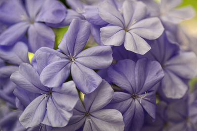 Close-up of purple flowers blooming outdoors