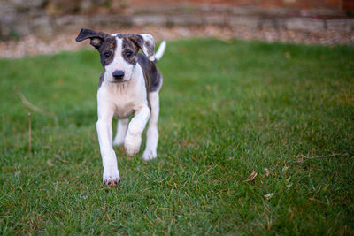 Portrait of dog running on field