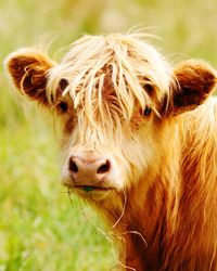 Close-up portrait of a highland cow