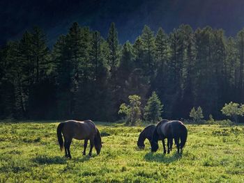 Horses grazing in a field