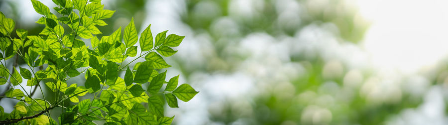 Close-up of fresh green plant