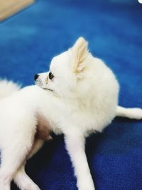 Close-up of puppy sleeping at home