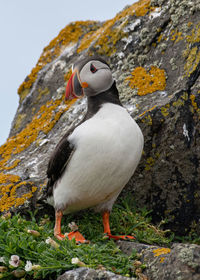 Close-up of bird perching on rock