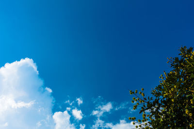 Low angle view of tree against blue sky