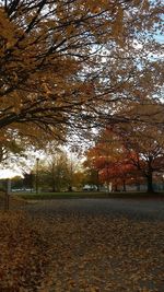 Trees in park