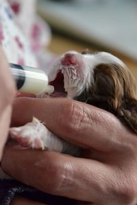 Cropped hand feeding puppy