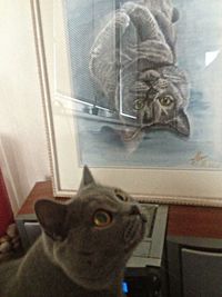 Portrait of cat