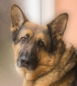 Close-up portrait of dog