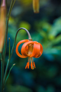 Close-up of orange flower