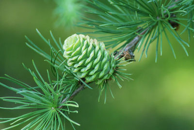 Close-up of green plant