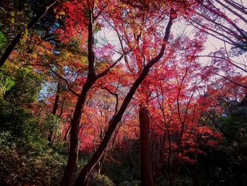 Low angle view of trees