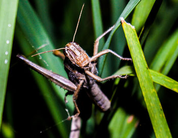 Close-up of spider on leaf