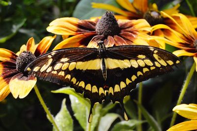 Close-up of butterfly on flower