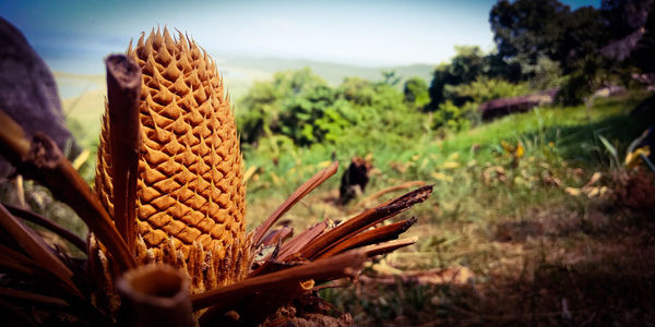 Close-up of fresh flower plants on field against sky