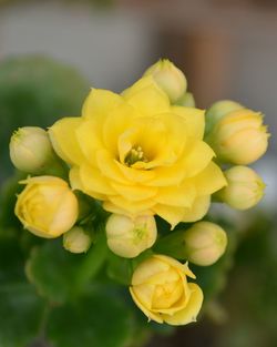 Close-up of yellow flowers blooming outdoors