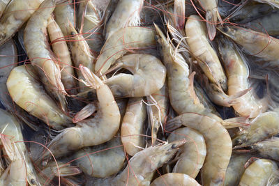 Full frame shot of fish for sale in market