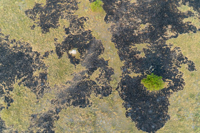 Directly above shot of plants in forest