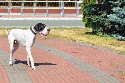 Dog standing on footpath