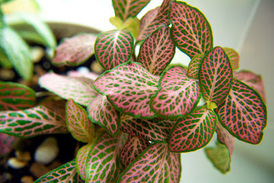 Fittonia with bright green leaves and pink or white veins.