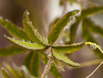 Close-up of wet plant