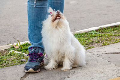 Low section of person with white dog