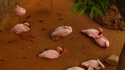 High angle view of flamingos on field