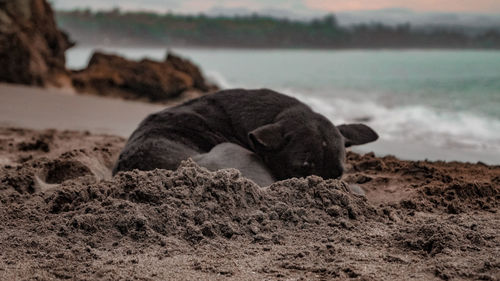 Portrait of a stray dog on beach