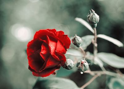 Close-up of red rose