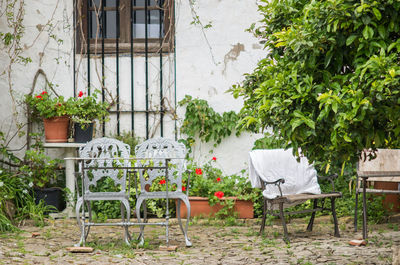 Empty chairs and plants at backyard of house