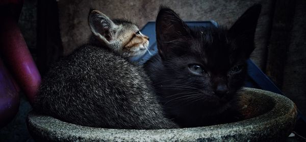 Close-up of cat relaxing at home