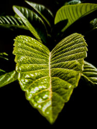 leaf