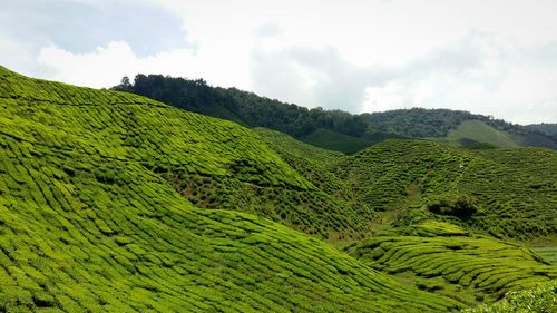 Scenic view of green landscape against sky