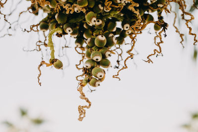 Dypsis decaryi fruits