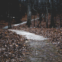 Road amidst trees in forest