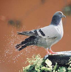 Close-up of seagull perching on plant